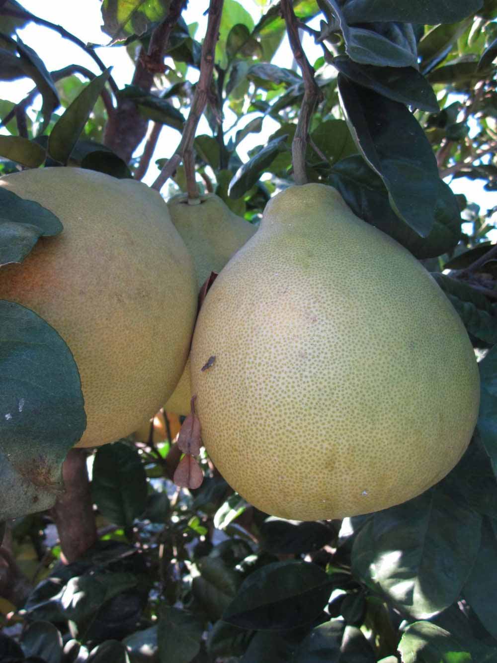            Fruit (Winter Haven, FL)   